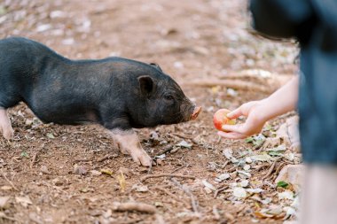 Girl hands an apple to a fluffy black pig in the park. Cropped. Faceless. High quality photo clipart