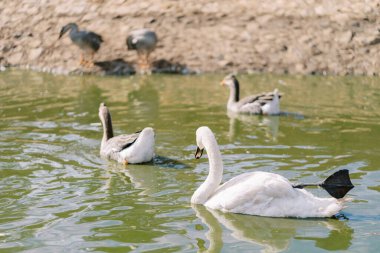 Beyaz kuğu gri kazlarla dolu bir gölette yüzüyor. Arkadan bak. Yüksek kalite fotoğraf