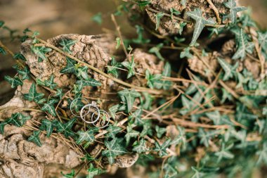 Alyanslar yeşil sarmaşıklarla kaplı bir kütüğün üzerinde duruyor. Yüksek kalite fotoğraf