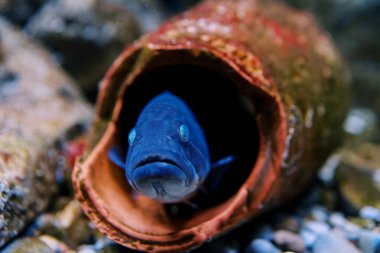 Lancet fish in blue backlight swims out of a clay amphora in an aquarium. High quality photo clipart