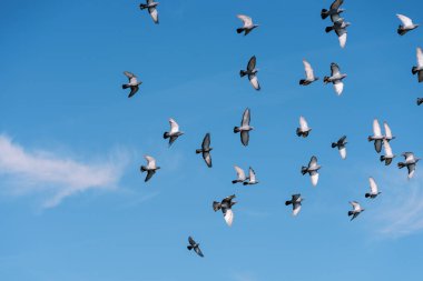 Güvercin sürüsü, güneşli mavi gökyüzünde süzülür. Yüksek kalite fotoğraf