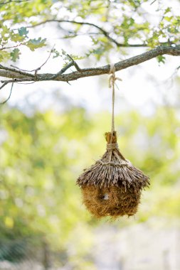 Kahverengi hasır kuş yuvası parktaki bir ağaçta ipte sallanıyor. Yüksek kalite fotoğraf