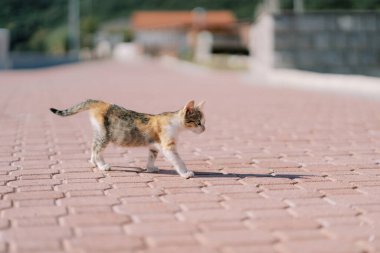 Üç renkli kedi yavrusu asfalt yolda yürüyor. Yan görüş. Yüksek kalite fotoğraf