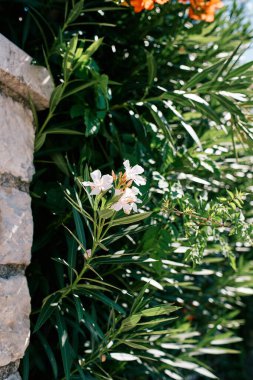 Taştan bir çitin yanındaki yeşil bir çalılıkta beyaz zakkum çiçekleri. Yüksek kalite fotoğraf