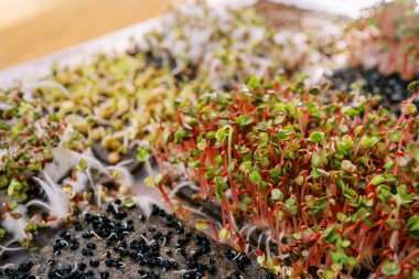 Kırmızı turp mikroyeşillikleri filizlenmiş soğan tohumlarının yanında bir kutuda yetişiyor. Yüksek kalite fotoğraf