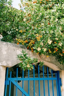 Kırmızı ve sarı böğürtlenler, çiçeklerle birlikte bahçedeki mavi işlenmiş demir kapının üzerindeki yeşil bir çilek ağacında yetişir. Yüksek kalite fotoğraf