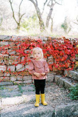 Küçük kız parkta kırmızı sarmaşıklarla çevrili eski bir taş çitin yanında duruyor. Yüksek kalite fotoğraf