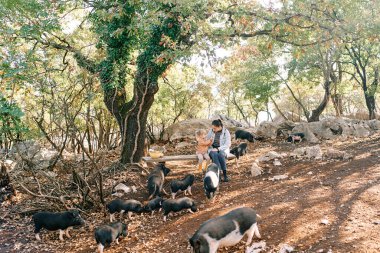 Anne ve küçük kızı otlayan domuzlarla çevrili bir bankta oturuyor. Yüksek kalite fotoğraf