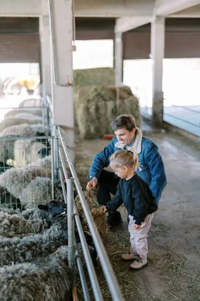 Küçük kız babasının yanında duruyor, o da ağılda oturup koyunları besliyor. Yüksek kalite fotoğraf