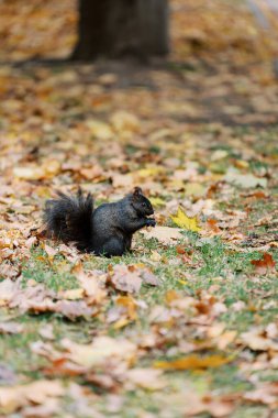 Yerde renkli sonbahar yaprakları arasında yiyecek arayan siyah bir sincap.