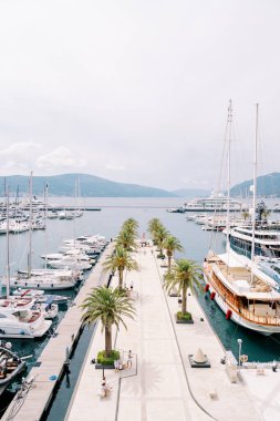 Yatlar uzun bir rıhtım boyunca demirli, yeşil palmiye ağaçları, lüks bir marinada, dağların arka planında. Yüksek kalite fotoğraf