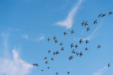 Mavi gökyüzünde bir kuş sürüsü uçuyor. Yüksek kalite fotoğraf