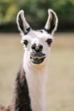 Yumuşak beyaz ve kahverengi lama bir çayırda duruyor. Portre. Yüksek kalite fotoğraf