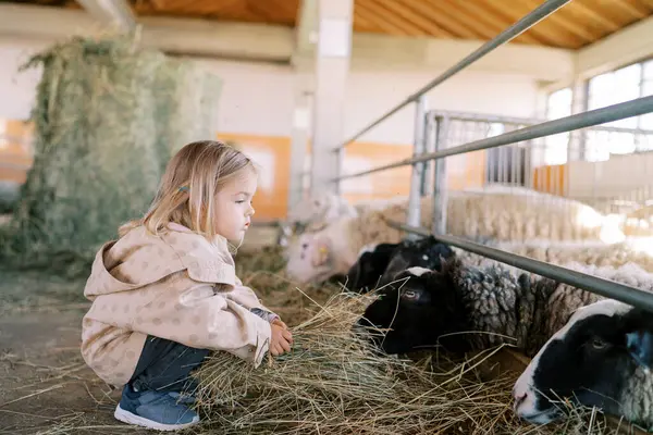 Küçük kız ağılda samanla kara koyunu besliyor, çitin önünde çömeliyor. Yüksek kalite fotoğraf