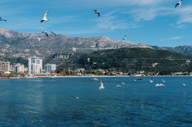 Martılar, dağların eteğindeki apartman binalarıyla kıyı açıklarında daireler çiziyor. Yüksek kalite fotoğraf