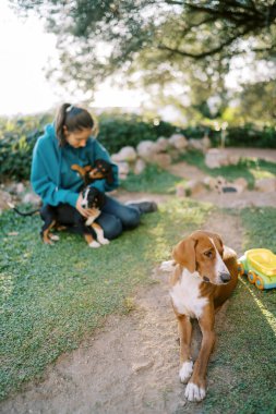 Büyük köpek, arka planda çimenlerin üzerinde, yavrularıyla oynayan bir kızın önünde uzanıyor. Yüksek kalite fotoğraf