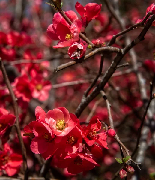 Clustered Red Blossom Tree Rural North Carolina Spring — Stock Photo, Image
