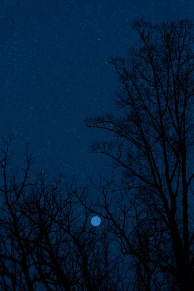 Hold Csillagok Téli Este Erdőfák Között — Stock Fotó