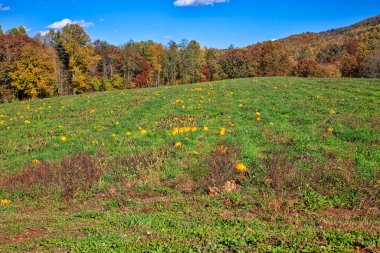 Pumpkin patch in remote field with Fall colors in North Carolina
