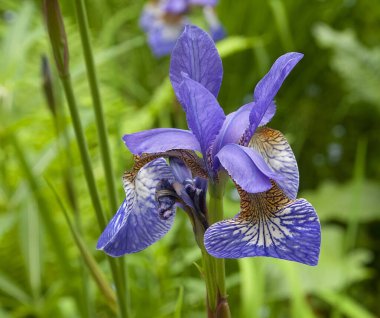 Beautiful blooming violet Bearded Iris flower in the wild in Vancouver, BC.