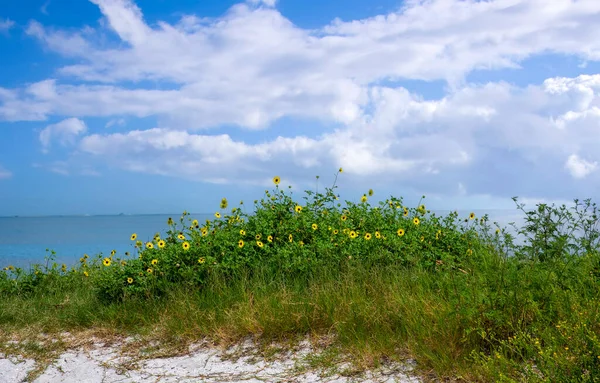 在佛罗里达州清水市弗雷德霍华德公园的海滩上 一朵盛开的黄色雏菊在形成一个边疆 — 图库照片