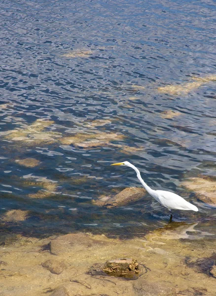 Grande Aigrette Blanche Pêche Aux Oiseaux Dans Golfe Mexique Sur — Photo