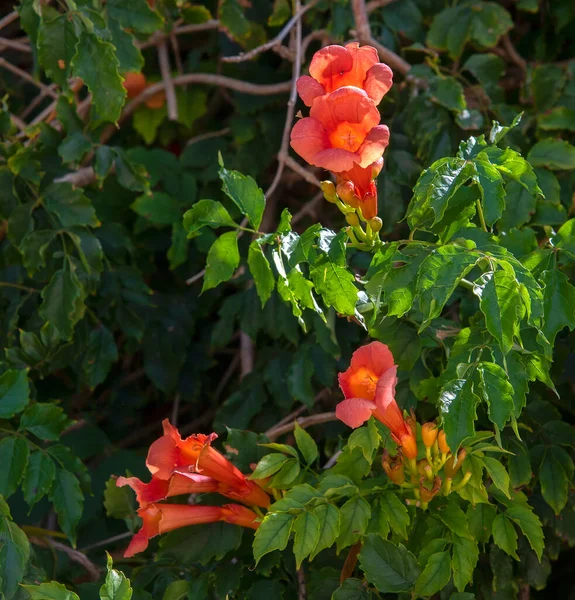 Kvetoucí Čínský Trumpeta Vine Keře Rostoucí Volné Přírodě Clearwater Florida — Stock fotografie