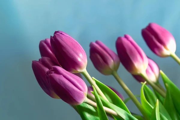 Ροζ Λουλούδια Τουλίπας Κλίνει Μπλε Φόντο Την Άνοιξη Λουλούδια — Φωτογραφία Αρχείου