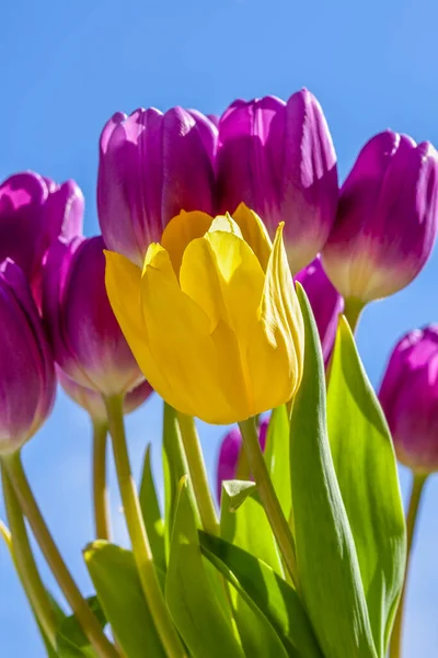Blühende Gelbe Tulpenblume Gemischt Mit Lebendigen Lila Tulpen Frühlingsblumen — Stockfoto