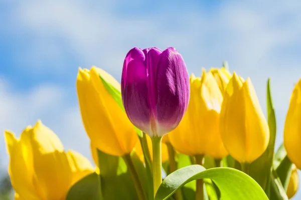 Tulipe Violette Vibrante Entourée Tulipes Jaunes Avec Ciel Bleu Printemps — Photo