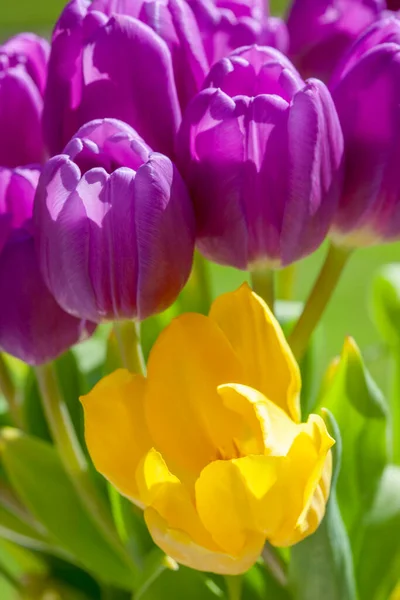 Blühende Gelbe Tulpenblume Gemischt Mit Lebendigen Lila Tulpen Frühlingsblumen — Stockfoto