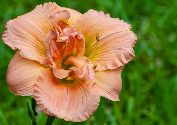 Blooming Spring Flower, Peach Colored Day Lily with soft green background.
