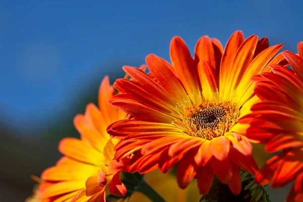 Floração Laranja Gerber Daisy Com Cores Vibrantes Contra Céu Azul — Fotografia de Stock