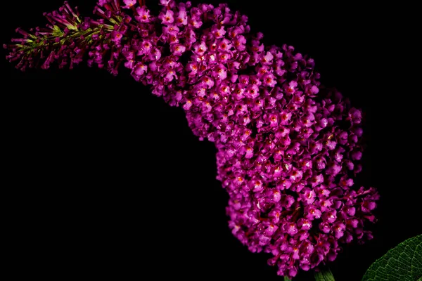 Siyah Arka Planda Pembe Kelebek Çalısı Çiçek Yaprağı — Stok fotoğraf