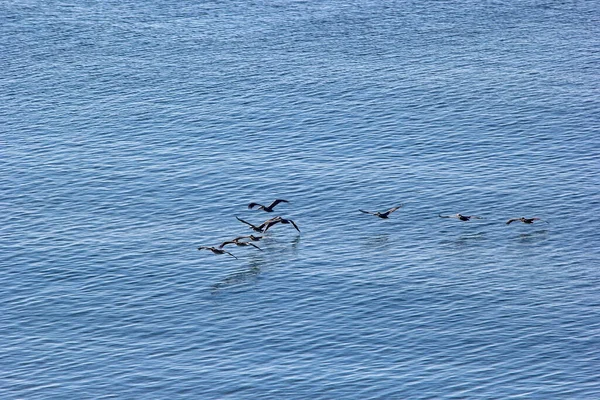 Manada Pelícanos Volando Cerca Las Aguas Del Golfo México Florida — Foto de Stock