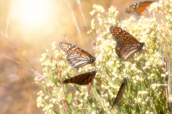 Bagliore Morbido Farfalle Monarca Fiori Selvatici Sulla Costa Della Florida — Foto Stock