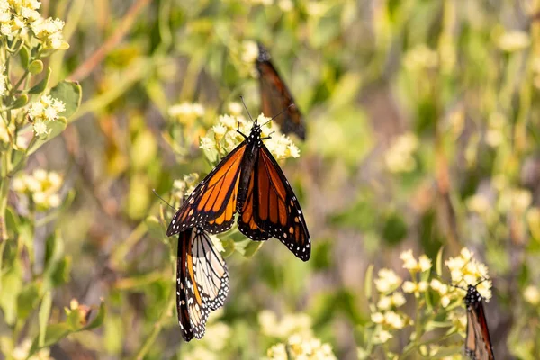 Farfalla Monarca Arancione Fiori Selvatici Gialli Sulla Costa Della Florida — Foto Stock