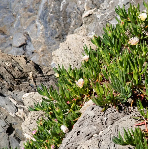 カラフルなHottentot Fig イタリア チンクテレの地中海の崖の上に成長する植物 — ストック写真
