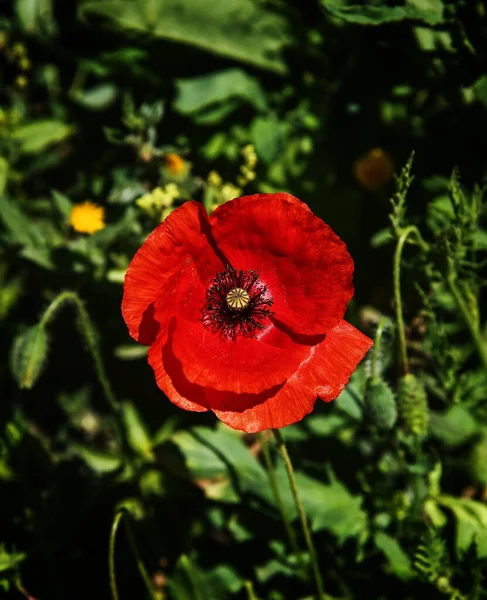 Large Single Red Poppy Flower Dark Green Background — Stock Photo, Image