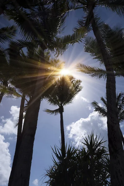 Napsugarak Keresztül Nagy Pálmafák Miami Beach Florida — Stock Fotó