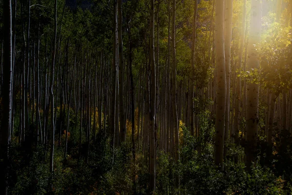 Wieczorne Słońce Wśród Drzew Aspen Wsi Kolorado — Zdjęcie stockowe