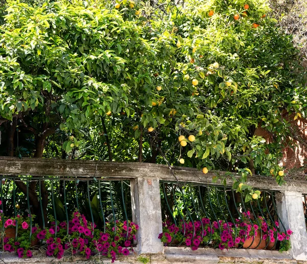 意大利Cinque Terre盛开的柠檬大果实和粉色松香花的柠檬树 — 图库照片