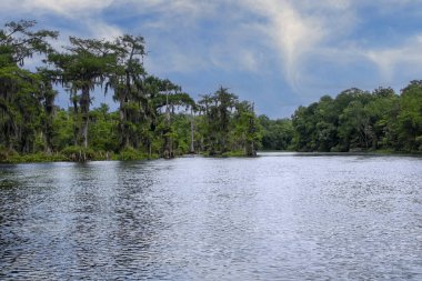 Edward Ball Wakulla Springs Eyalet Parkı, Tallahassee, Florida yakınlarında bulunan derin tatlı su kaynaklı selvi bataklığı..