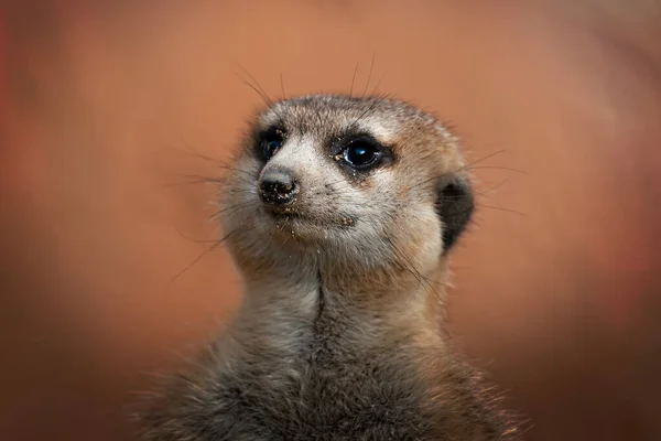 Meerkat Simple Regardant Droit Devant Avec Fond Brun Doux — Photo