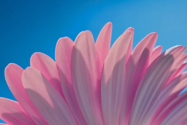 Back side of a pink Gerber daisy flower on a soft gradient blue background.