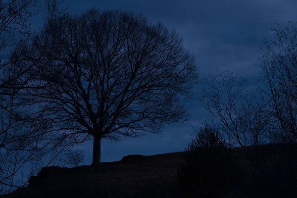 Wieczorne Niebo Krajobraz Sylwetką Duże Drzewo Wzgórzu — Zdjęcie stockowe