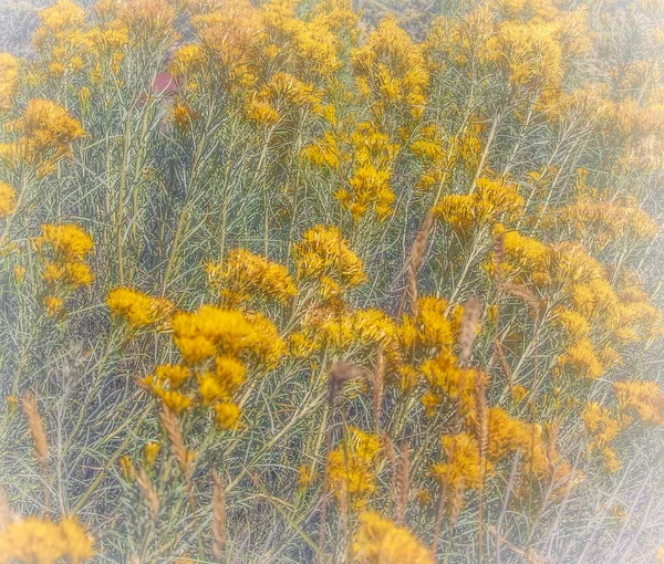 Мягкий Эффект Мечтательности Желтые Дикие Цветы Сельской Местности Колорадо — стоковое фото