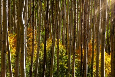 Colorado 'daki Aspen ağaçlarında sonbahar yapraklarıyla parlayan güneş ışınları..