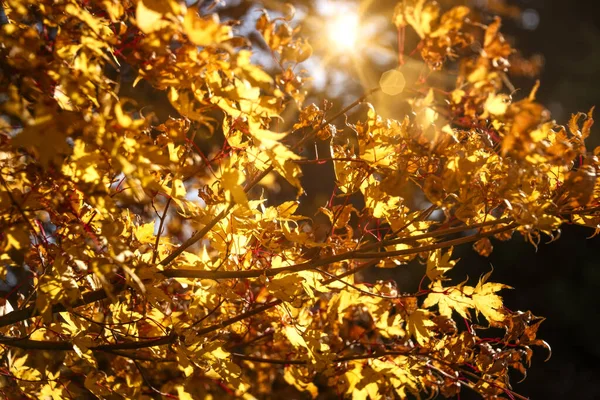 Bright golden colors in Autumn, backlight on tree with sun glow