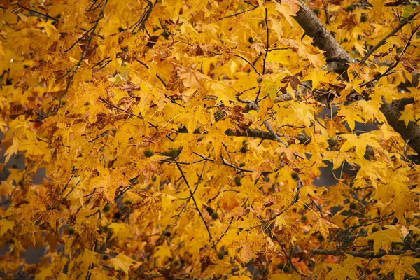Brilliant golden colors on a maple tree in Autumn in rural North Carolina